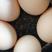 正宗家养草鸡蛋大量批发，超市，饭店等等需要的可以可联系