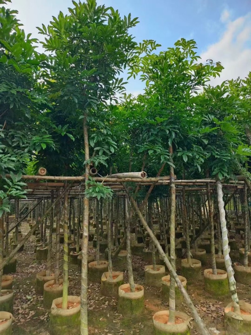 海南红豆基地直销规格齐全欢迎老板来电咨询合作