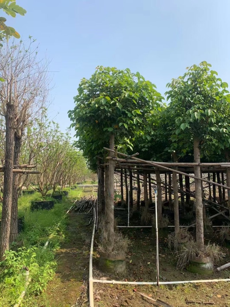 重阳木基地直销规格齐全欢迎老板来电咨询合作