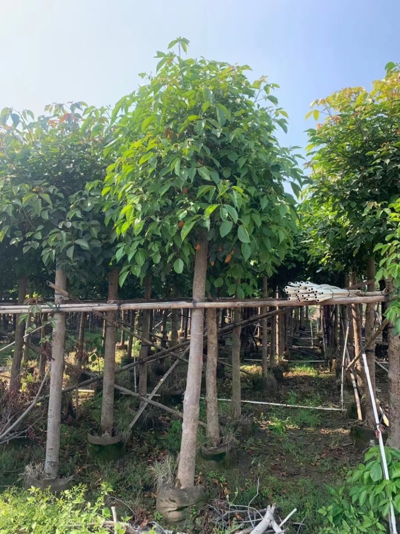重阳木基地直销规格齐全欢迎老板来电咨询合作