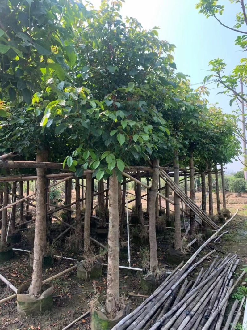 重阳木基地直销规格齐全欢迎老板来电咨询合作