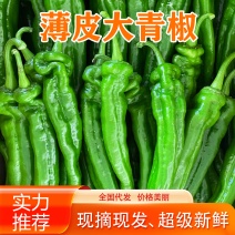 大青椒、薄皮大青椒、精品大泡椒，产地直发、一手货源！