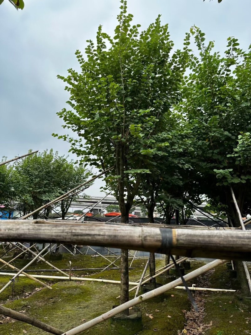 宫粉紫荆基地直销规格齐全欢迎老板来电咨询合作