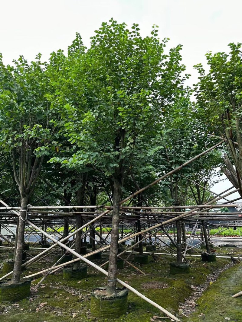 宫粉紫荆基地直销规格齐全欢迎老板来电咨询合作