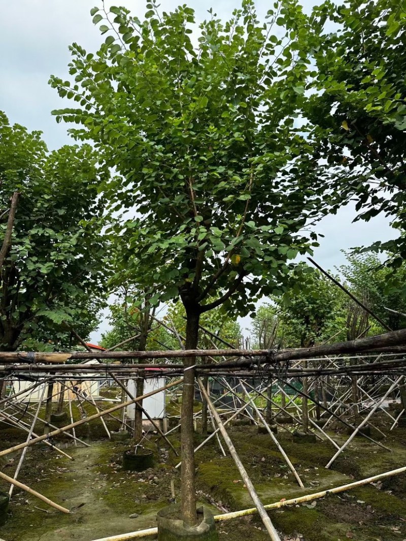 宫粉紫荆基地直销规格齐全欢迎老板来电咨询合作