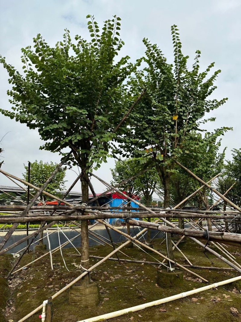 宫粉紫荆基地直销规格齐全欢迎老板来电咨询合作