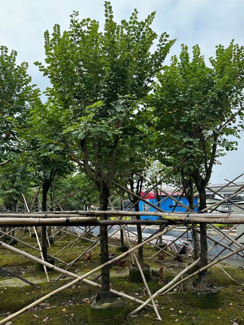 宫粉紫荆基地直销规格齐全欢迎老板来电咨询合作