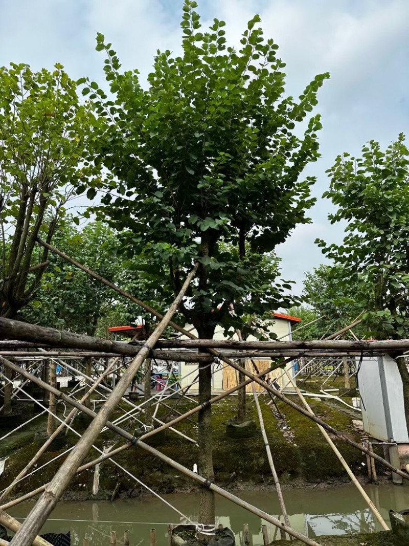 宫粉紫荆基地直销规格齐全欢迎老板来电咨询合作