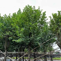 宫粉紫荆基地直销规格齐全欢迎老板来电咨询合作