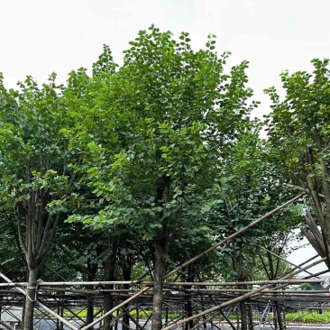 宫粉紫荆基地直销规格齐全欢迎老板来电咨询合作