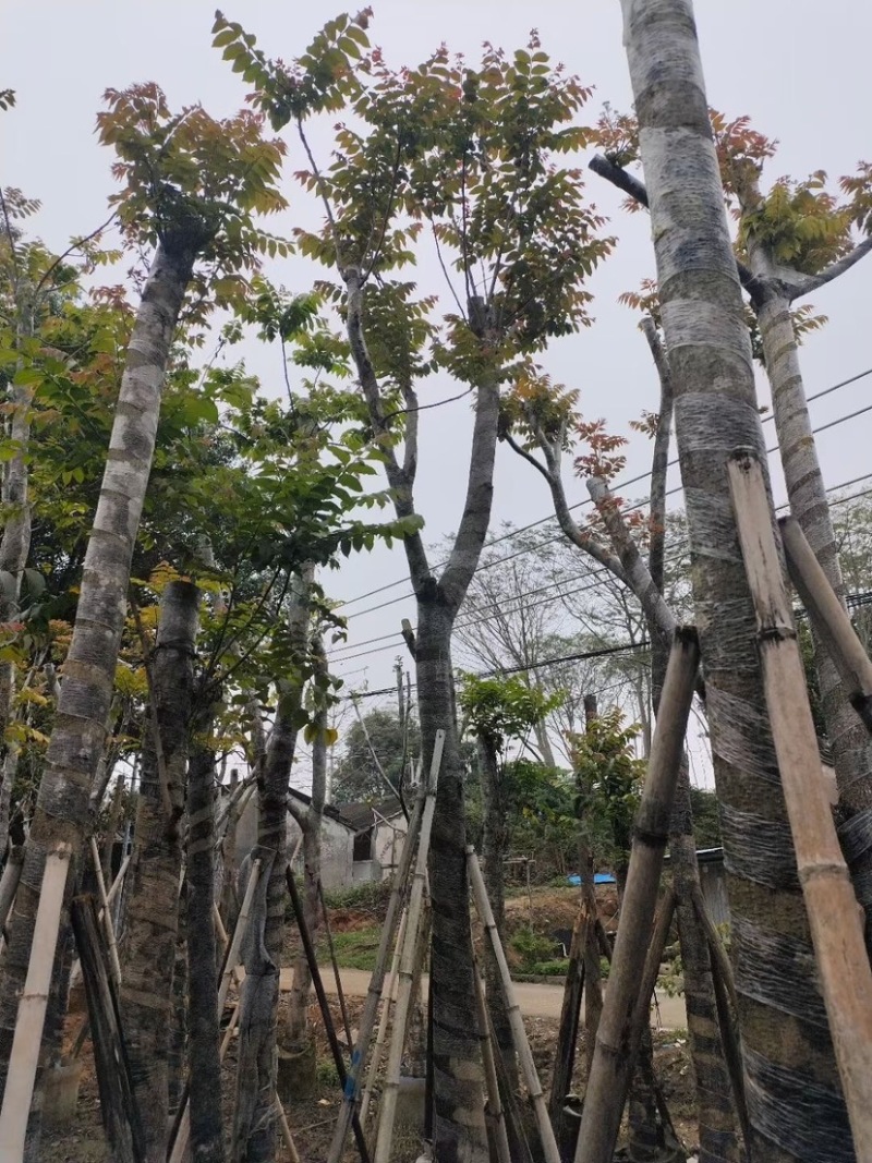 麻楝基地直销规格齐全欢迎老板来电咨询合作