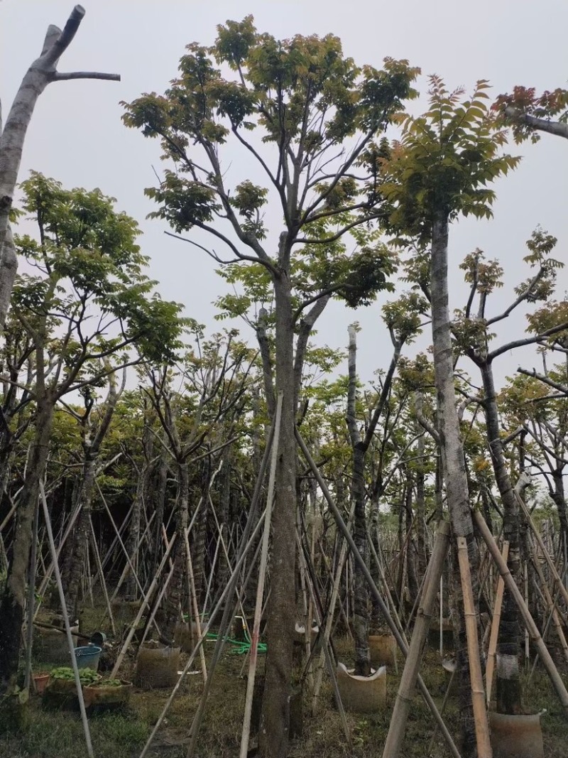 麻楝基地直销规格齐全欢迎老板来电咨询合作