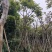 麻楝基地直销规格齐全欢迎老板来电咨询合作