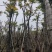 麻楝基地直销规格齐全欢迎老板来电咨询合作