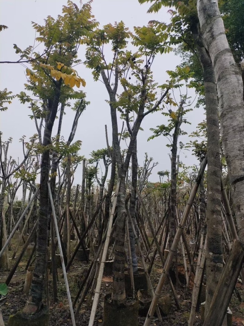 麻楝基地直销规格齐全欢迎老板来电咨询合作