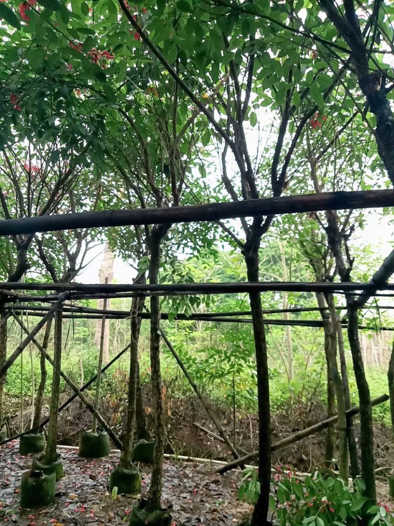 鸡冠刺桐基地直销规格齐全欢迎老板来电咨询合作