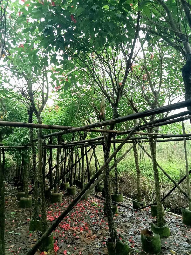 鸡冠刺桐基地直销规格齐全欢迎老板来电咨询合作