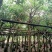 鸡冠刺桐基地直销规格齐全欢迎老板来电咨询合作