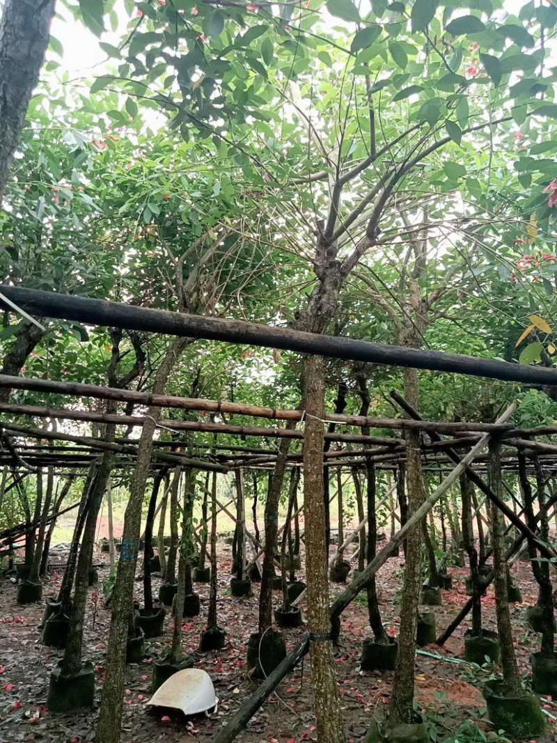 鸡冠刺桐基地直销规格齐全欢迎老板来电咨询合作