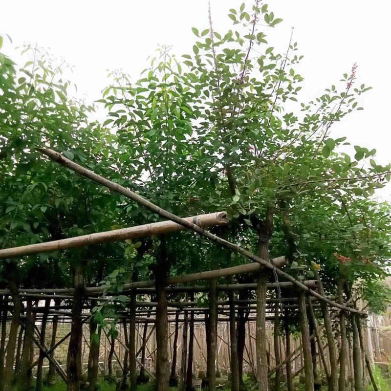 鸡冠刺桐基地直销规格齐全欢迎老板来电咨询合作