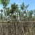 黄花风铃木基地直销规格齐全欢迎老板来电咨询合作