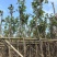 黄花风铃木基地直销规格齐全欢迎老板来电咨询合作