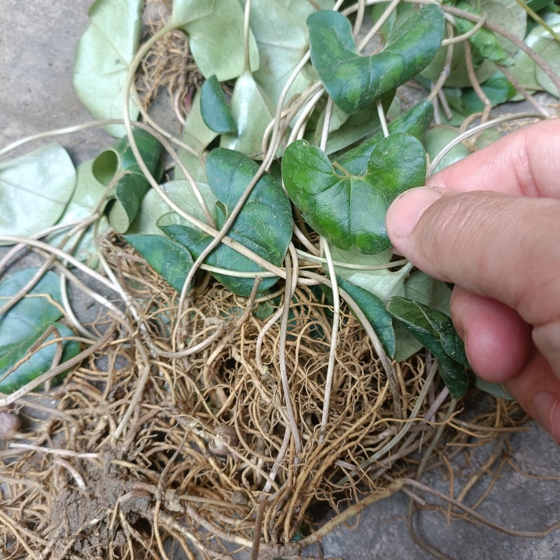 马蹄香大山里采挖的野生新货无硫熏干货