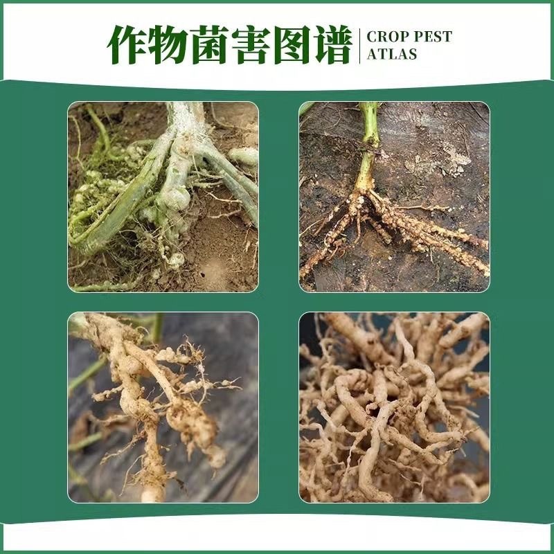 5%阿维·噻唑膦根结线虫颗粒剂