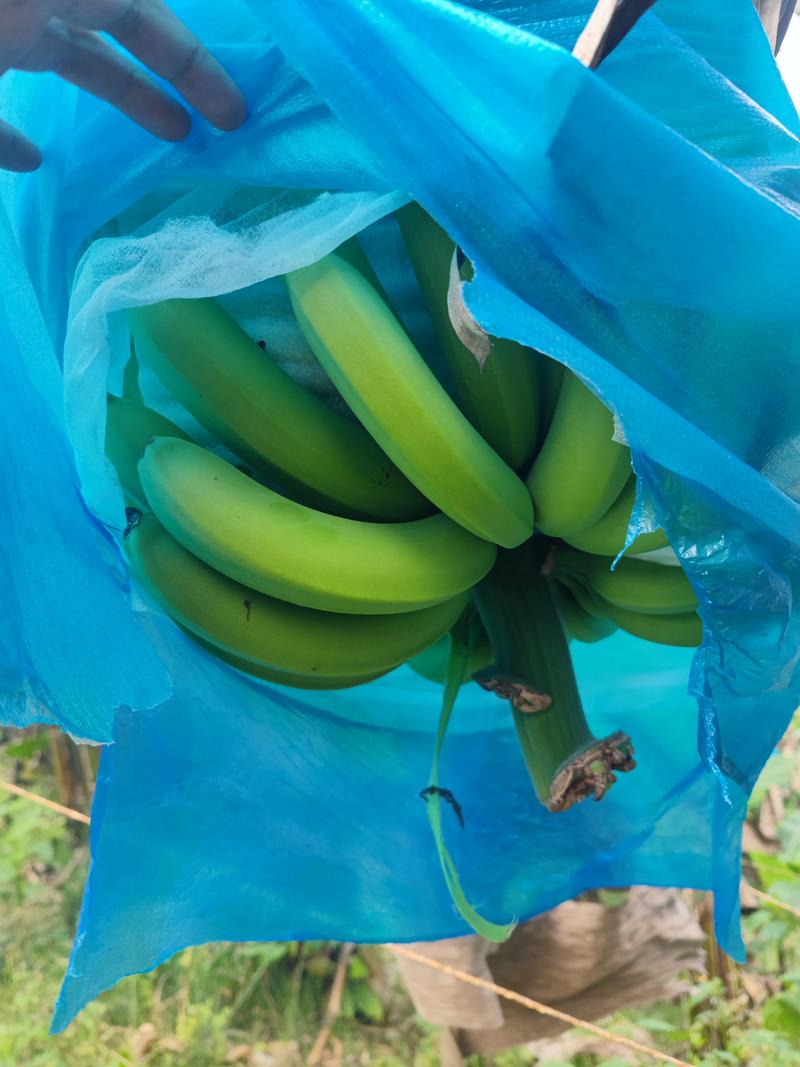精品香蕉不受寒货源稳定，可定制箱板