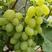 精品葡萄维多利亚葡萄货源充足量大从优质量保证欢迎咨询
