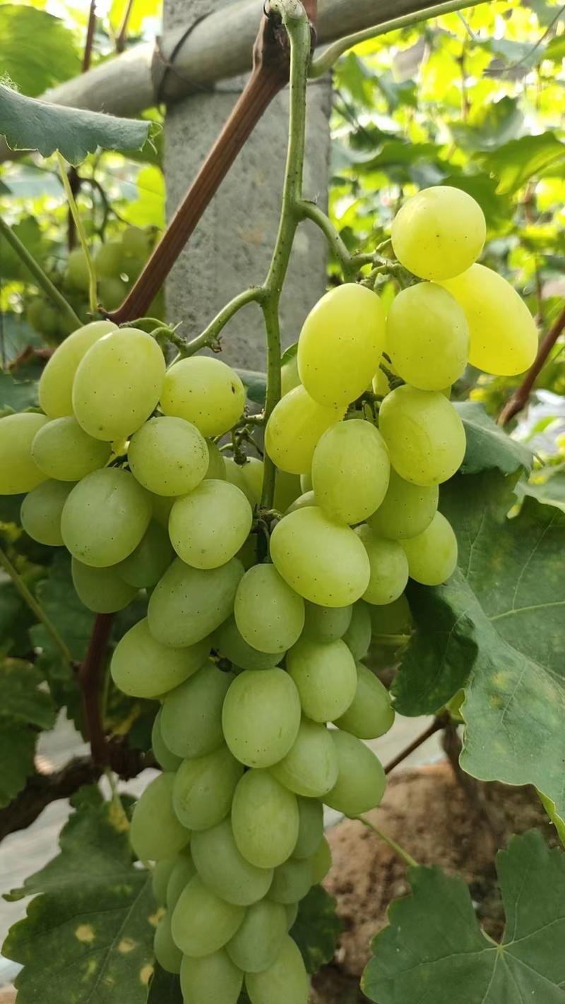 精品葡萄维多利亚葡萄货源充足量大从优质量保证欢迎咨询