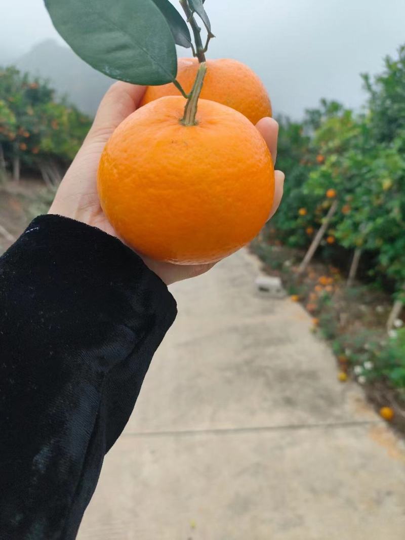 沃柑，武鸣沃柑，爽口多汁，口味**，果面漂亮，优质产地。
