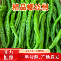云南辣椒、精品螺丝椒陇椒，大量上市、产地直发一手货源。