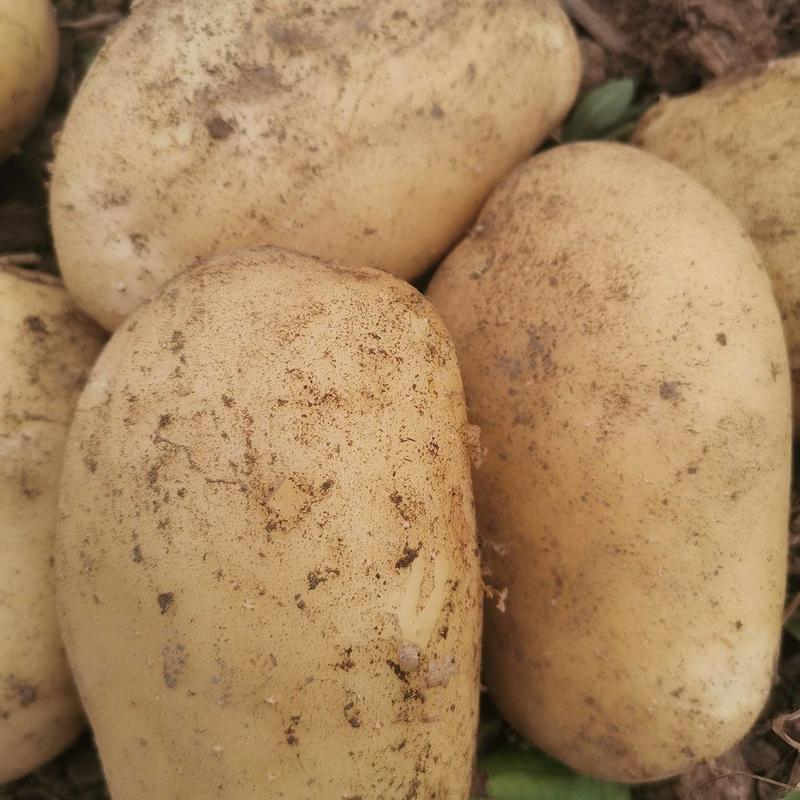 沃士5.土豆，个头大，薯形好，皮色光，无虫眼。
