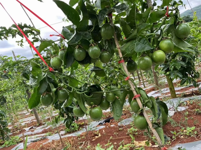 台农一号，紫香优质脱毒苗，定期做苗木病毒检测，根系发达，