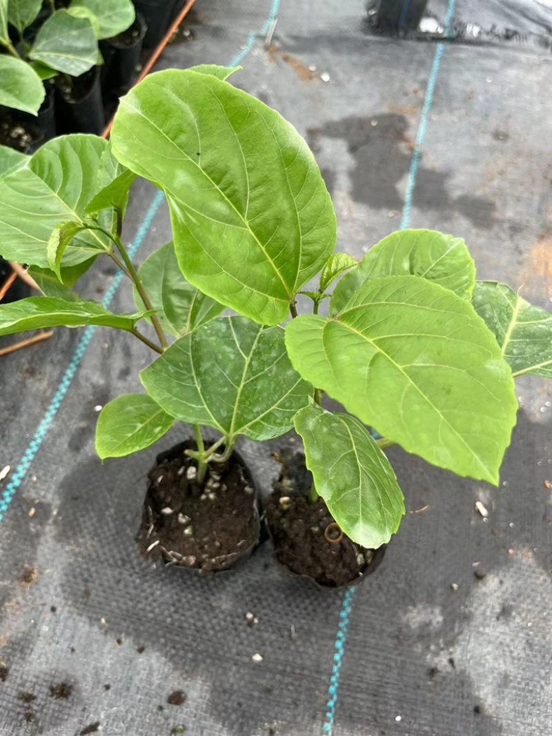 台农一号，紫香优质脱毒苗，定期做苗木病毒检测，根系发达，