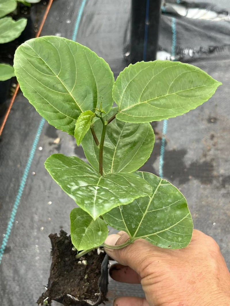 台农一号，紫香优质脱毒苗，定期做苗木病毒检测，根系发达，