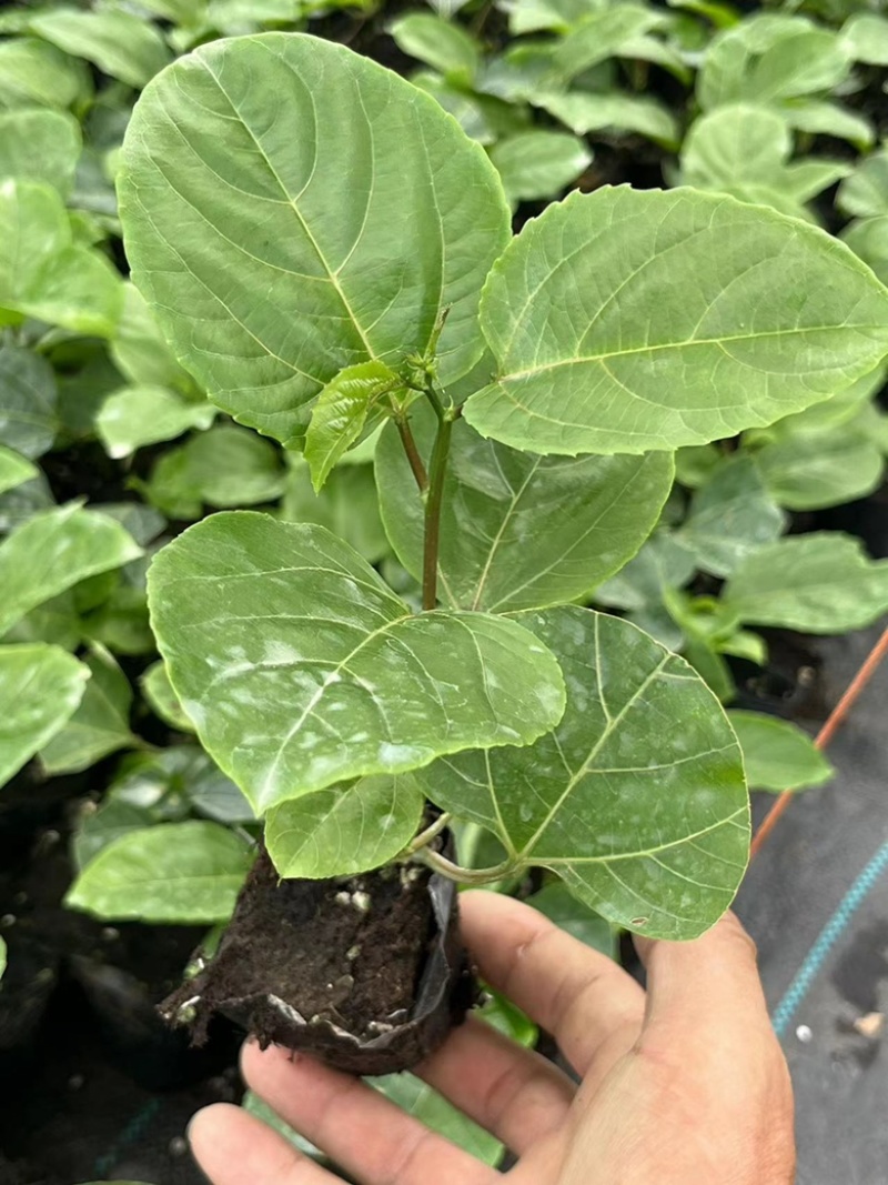 台农一号，紫香优质脱毒苗，定期做苗木病毒检测，根系发达，