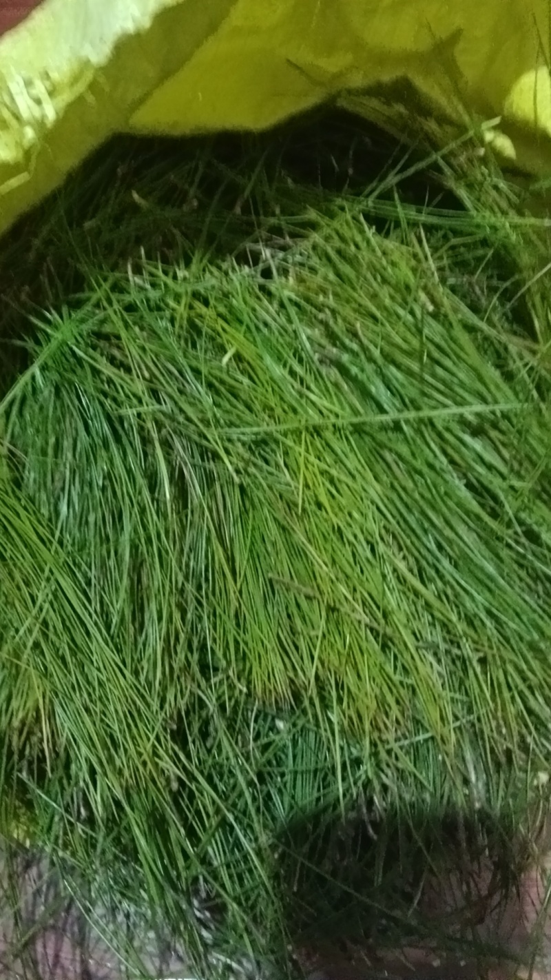 鲜松针，现采现发货，每天大量现货供应