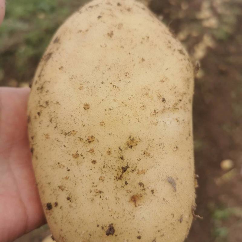 土豆，沃士5号，个头大，皮毛光，无虫眼，薯形好