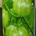食用田七