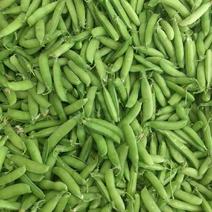 安徽阜南县豌豆大量上市，欢迎各位老板前来采购。