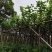 宫粉紫荆3-15分低价出售
