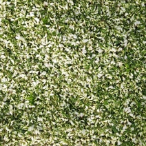槐花