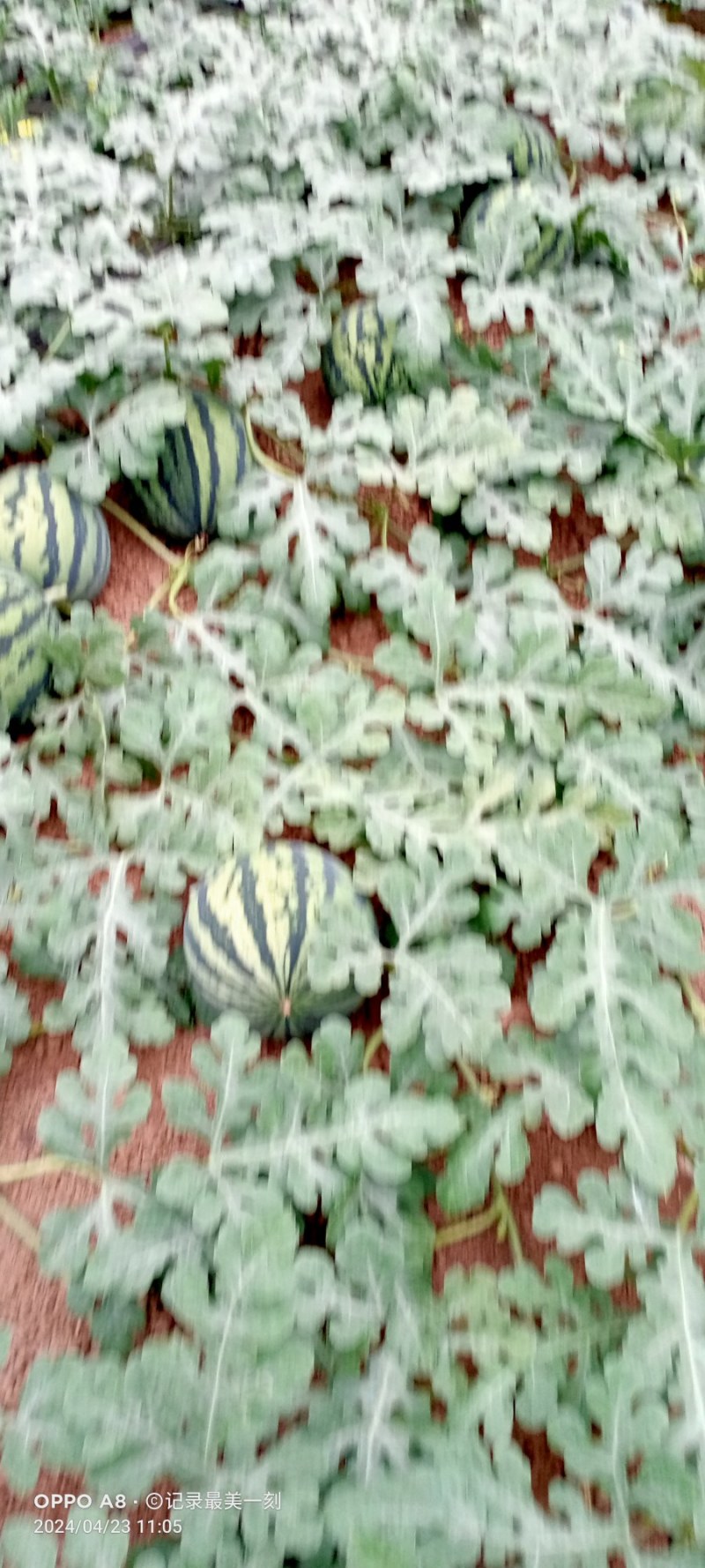 甜王西瓜，皮薄，大红瓤，黑籽，皮毛漂亮，价格便宜货源充足
