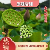 精选2024海南水果莲蓬上市海南莲蓬果万亩种植园现摘现发