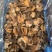 新鲜冷冻玉螺肉去内脏深海水产贝类海螺肉海螺肉商用批发