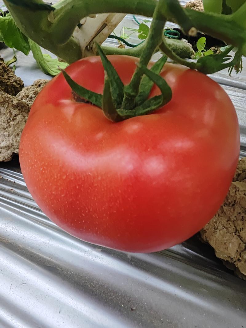 云南番茄西红柿