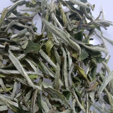 高山白茶