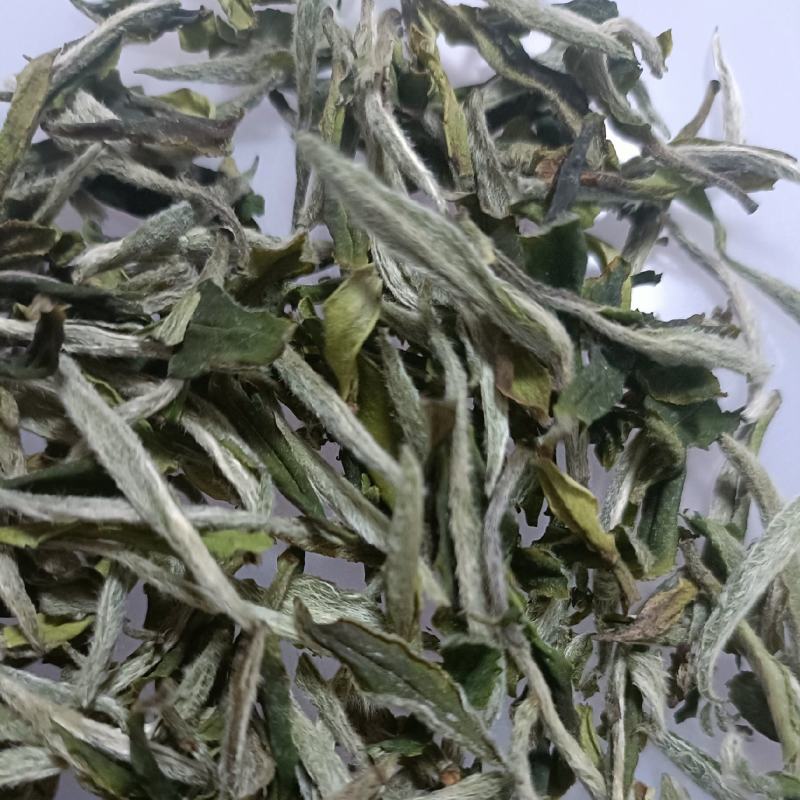 高山白茶